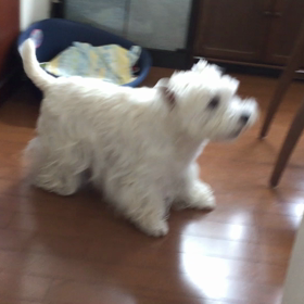 一生に一度だけ巡り合える運命の愛犬・ロビン（動画編）の画像