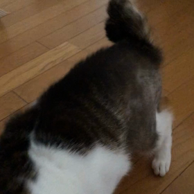 いろいろやってると、用語を覚えるのも大変、デールも大変だよね！の画像