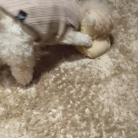 みんな寝てるよ～✨の画像