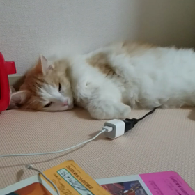 20日　　夜の画像