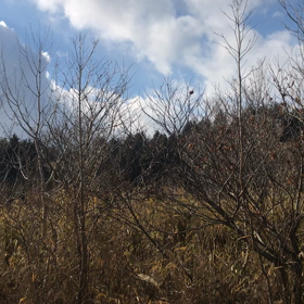 東おたふく山で気分転換の画像