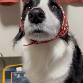 トリックの画像