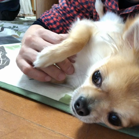 やめないでアピールをする雷太の画像