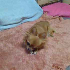 みんな大好き…グリニーズ♡の画像