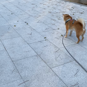 今年最後の散歩の画像