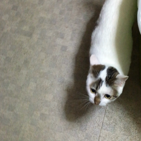 シャーも疲れるらしいの画像