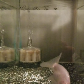 出雲さん❗の画像