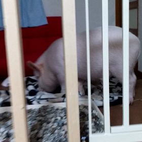 鼻掘り成功！の画像