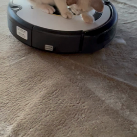 アイルンバの画像