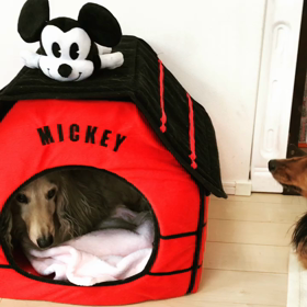 ミッキーさんが！！の画像