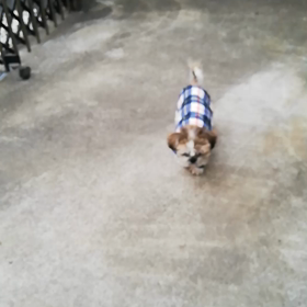 あさんぽエル君の画像