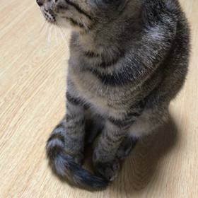 人の猫の鳴き声を聞き反応するすみれちゃんが笑えるの画像