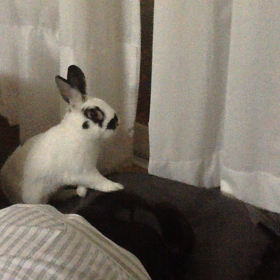 うさ太郎の画像