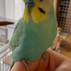 はー♪のお返事の画像