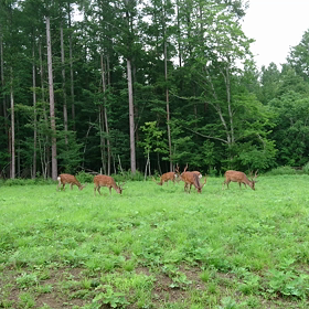 動物園ではありません、、、の画像