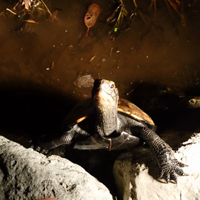 ごはんの催促の画像