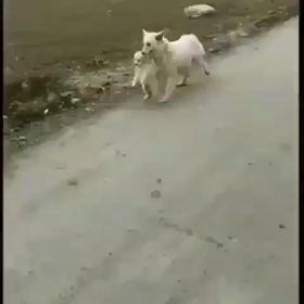 ワンチャンの動画インスタから^_^の画像