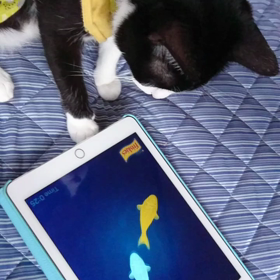 ぷりんたんアプリの画像