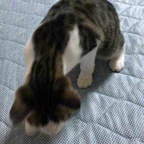 ナナくん…の画像