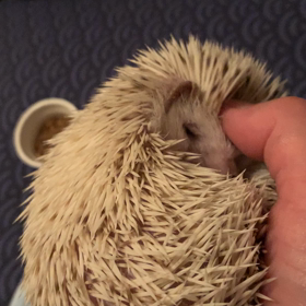 お互いの癒しの画像