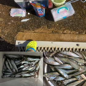 サビキ釣りの画像