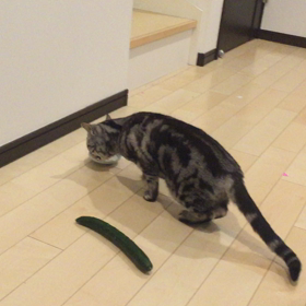きゅうり➕ねこの画像