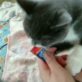 チュールデビュー(ΦωΦ)の画像