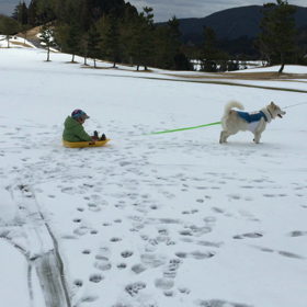 犬ぞりにチャレンジの画像
