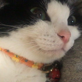 よもちゃんちゅーるガン見の画像