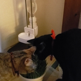 やっと生えた猫草❤️の画像