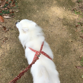 おはようございますの画像