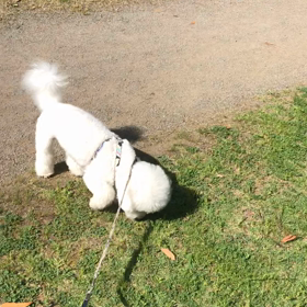 朝のお散歩&バラの画像