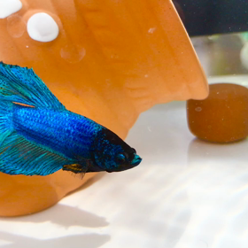 朝日にオパールのように輝くキラくんの画像