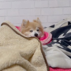 ロイナーゼ(抗がん剤)投与をしました②の画像