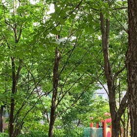 韓国の新緑のシーズンに降る雪のような…の画像