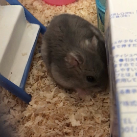 必死に集める高速シャカシャカの画像