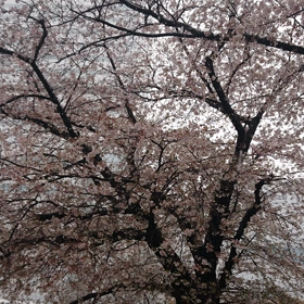 春に降る雪②の画像