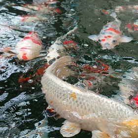 夕方の大池の画像