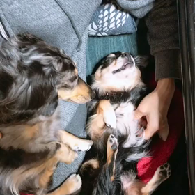 ノア、足の事。の画像