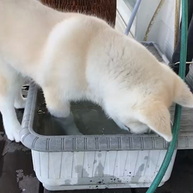 いろは、水とあそぶの画像