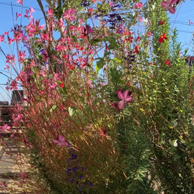 揺れも味わうの画像