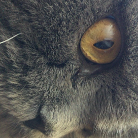 ご機嫌王子の画像