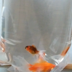 ノルマ達成！の画像