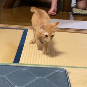 転倒→ヨタヨタ歩き 【骨が脆い猫】の画像