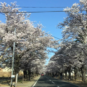 2023 夜ノ森の画像