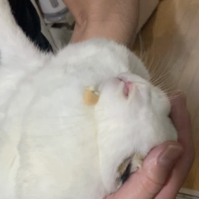 まいまい★の画像