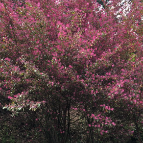 おはよう…【動画あり】乱れてない鶯の画像