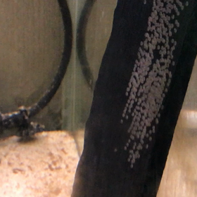 ハイブリッドエンゼル  産卵の画像