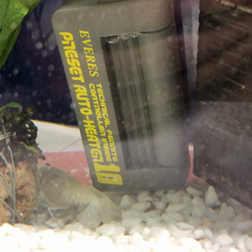 ただいまザリガニくんの画像