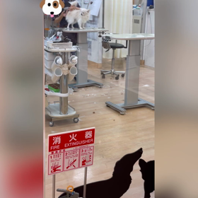 トリミングがんばりましたの画像